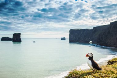 Fratercula arctica - deniz kuşları Yağmurkuşları sırasından. İzlanda kayalık sahil martı.