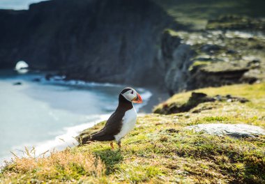 Fratercula arctica - deniz kuşları Yağmurkuşları sırasından. İzlanda kayalık sahil martı.