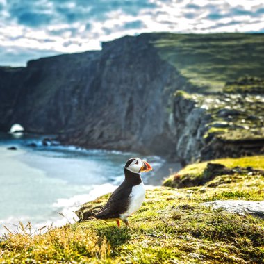 Fratercula arctica - deniz kuşları Yağmurkuşları sırasından. İzlanda kayalık sahil martı.