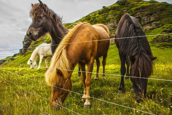 アイスランドの開いた牧草地の馬 — ストック写真