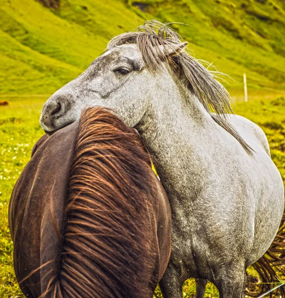 アイスランドの開いた牧草地の馬 — ストック写真