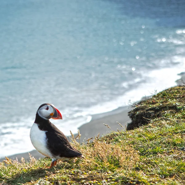 Fratercula Arctica Sea Birds Order Charadriiformes Puffin Rocky Coast Iceland — Stock Photo, Image