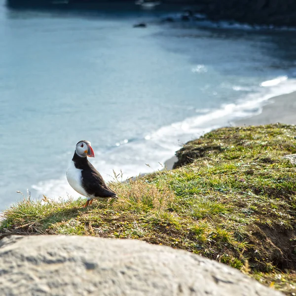 Fratercula 世界上 海鸟从 Charadriiformes 的订单 在冰岛岩石海岸海雀 — 图库照片