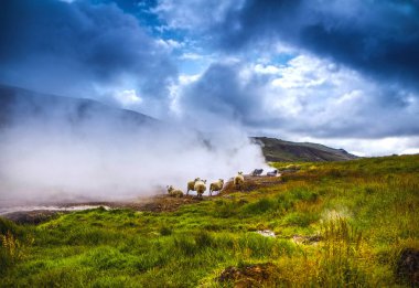 Koyun ve peyzaj alanlarında rams ile doğal İzlanda meadows.
