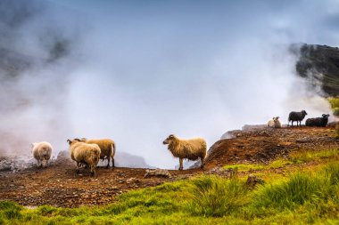 Koyun ve peyzaj alanlarında rams ile doğal İzlanda meadows.