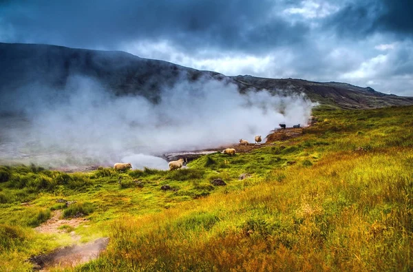 Scenic Icelandic Meadows Sheep Rams Landscape Fields — Stock Photo, Image