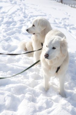 Genç Tatra çoban köpeği açık.