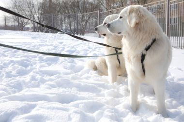 Genç Tatra çoban köpeği açık.