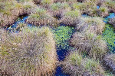 Doğu Avrupa, ısmarlayarak bahar bataklık twilight.