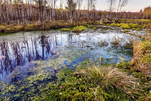 Picturesque View East European Spring Bog Twilight — Stock Photo, Image
