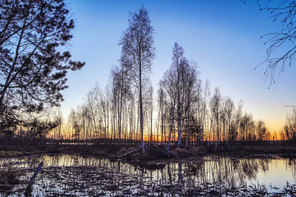 Picturesque View East European Spring Bog Twilight — Stock Photo, Image