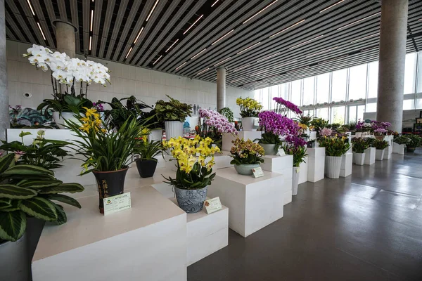 Beijing China Junho 2019 Exposição Internacional Horticultura 2019 Pequim China — Fotografia de Stock