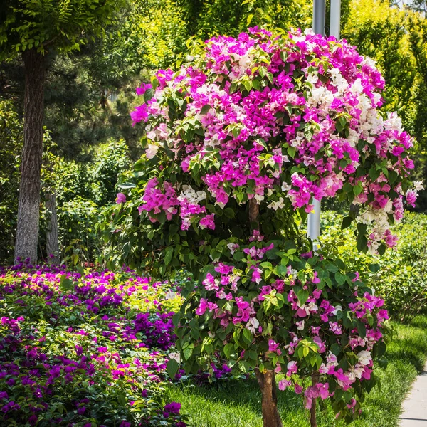 Traditional Chinese City Garden Park — Stock Photo, Image