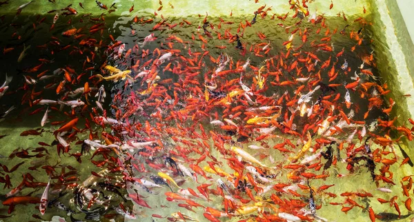 Bright asian fish photo close-up.
