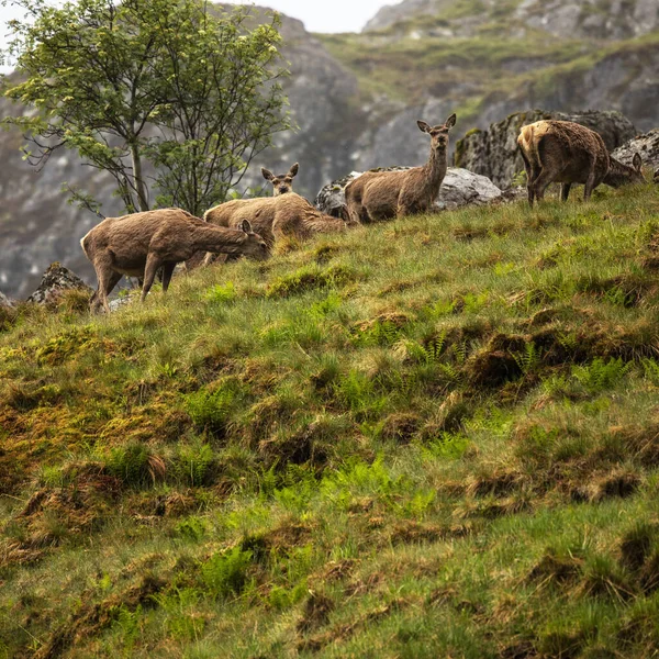 Troupeau Jeunes Cerfs Sauvages Dans Les Montagnes Écossaises Soirée Pluvieuse — Photo