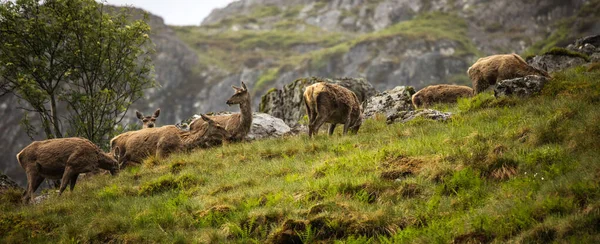 Troupeau Jeunes Cerfs Sauvages Dans Les Montagnes Écossaises Soirée Pluvieuse — Photo
