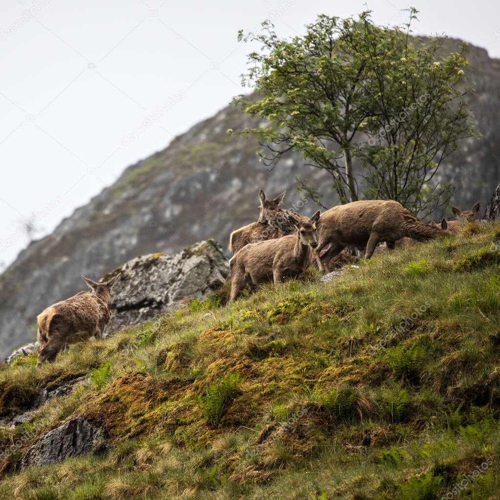 Herd of young wild deer in Scottish mountains in rainy evening.