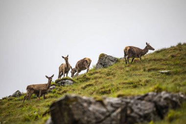 Yağmurlu bir akşamda İskoç dağlarında genç vahşi geyik sürüsü.
