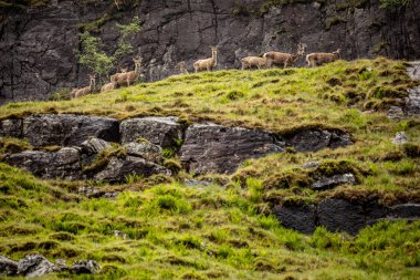 Yağmurlu bir akşamda İskoç dağlarında genç vahşi geyik sürüsü.