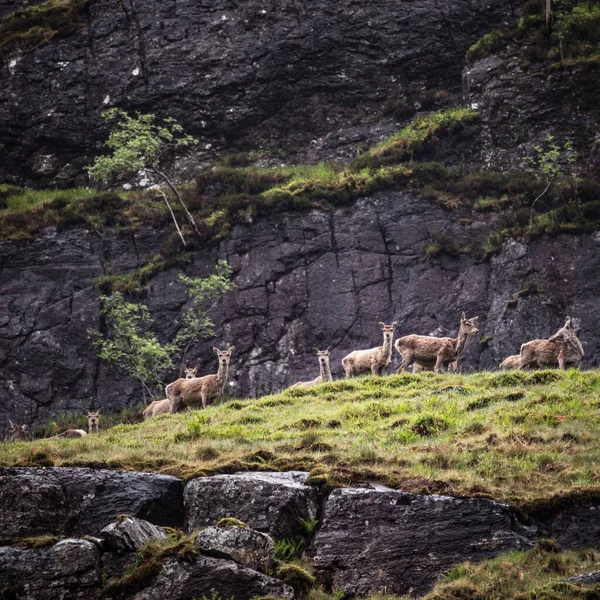 Troupeau Jeunes Cerfs Sauvages Dans Les Montagnes Écossaises Soirée Pluvieuse — Photo