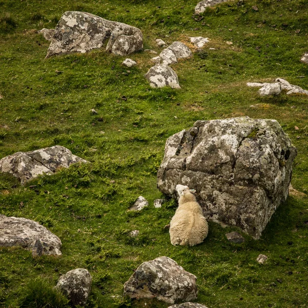 Malownicze Łąki Szkocji Owcami Tradycyjnym Krajobrazie — Zdjęcie stockowe