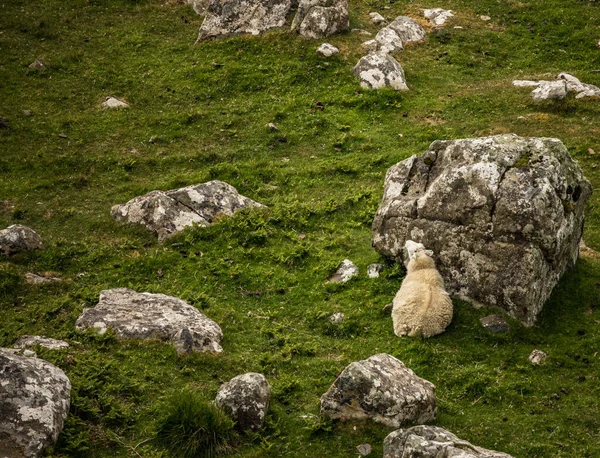 Cênica Escócia Prados Com Ovelhas Paisagem Tradicional — Fotografia de Stock