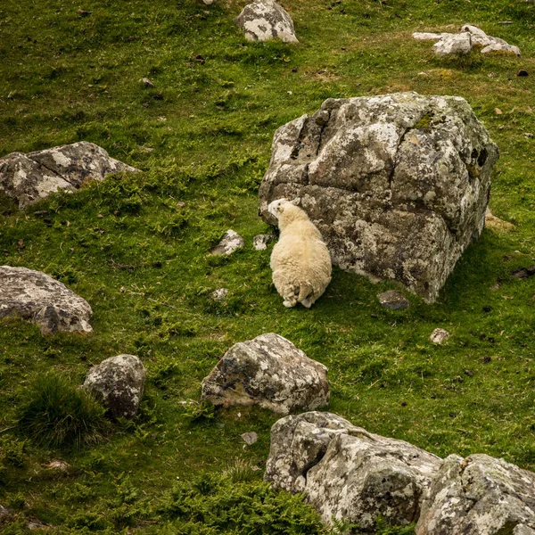 伝統的な風景の中に羊と風景スコットランドの牧草地 — ストック写真