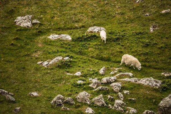 Landschaftlich Reizvolle Schottische Weiden Mit Schafen Traditioneller Landschaft — Stockfoto