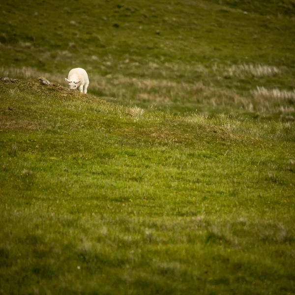 Scenic Schotland Weiden Met Schapen Het Traditionele Landschap — Stockfoto