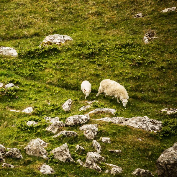 Escénicos Prados Escocia Con Ovejas Paisaje Tradicional — Foto de Stock