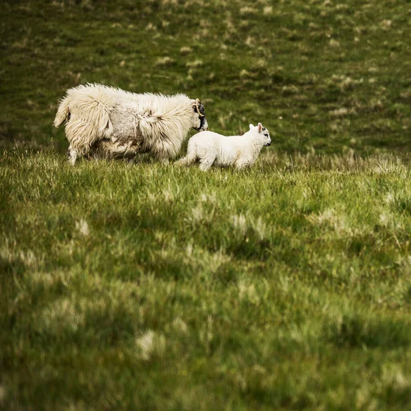 Escénicos Prados Escocia Con Ovejas Paisaje Tradicional — Foto de Stock