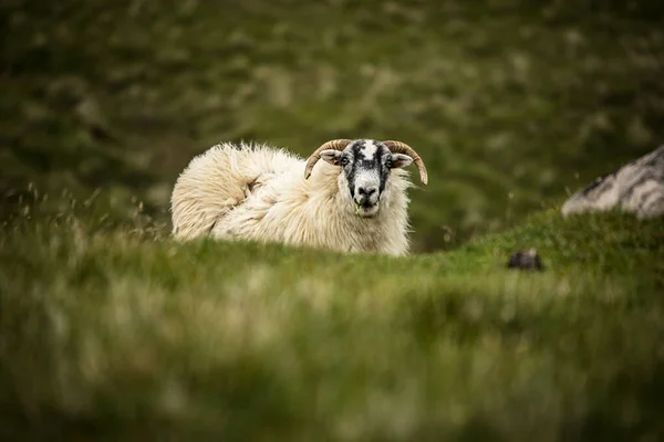 Scenic Scotland Rétek Juhok Hagyományos Táj — Stock Fotó