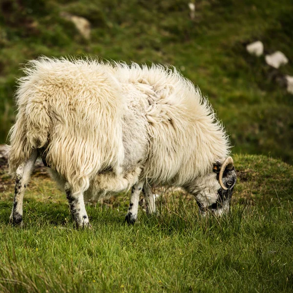 伝統的な風景の中に羊と風景スコットランドの牧草地 — ストック写真