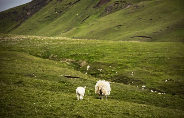 Scenic Scotland Meadows Sheep Traditional Landscape — Stock Photo, Image