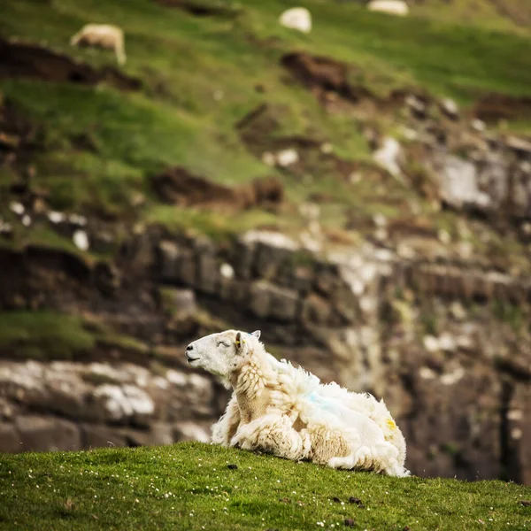 Scenic Scotland Meadows Sheep Traditional Landscape — Stock Photo, Image