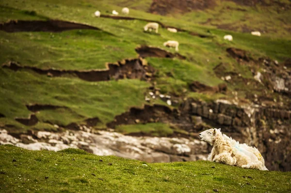 Scenic Scotland Rétek Juhok Hagyományos Táj — Stock Fotó