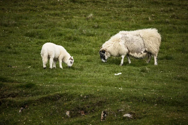 Γραφικά Λιβάδια Της Σκωτίας Πρόβατα Στο Παραδοσιακό Τοπίο — Φωτογραφία Αρχείου