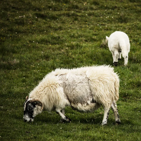 Scenic Schotland Weiden Met Schapen Het Traditionele Landschap — Stockfoto