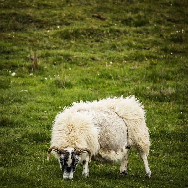 Сценические Луга Шотландии Овцами Традиционном Ландшафте — стоковое фото