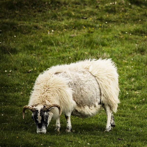 Scenic Scotland Meadows Sheep Traditional Landscape — Stock Photo, Image