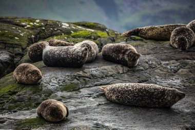Kıyı taşlarında dinlenen İskoç kürk fokları.