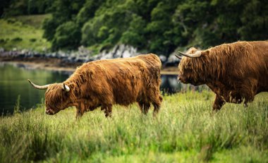 Doğadaki İskoç sığırları.