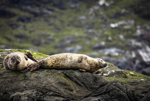 Scottish Fur Seals Resting Coastal Stones — Stock Photo, Image