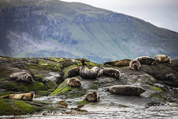苏格兰毛皮海豹栖息在海岸石上 — 图库照片