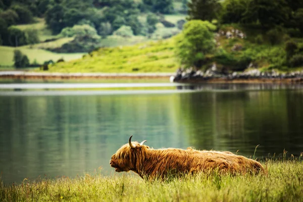 Domestic Scottish Highland Cattle Nature — Stock Photo, Image