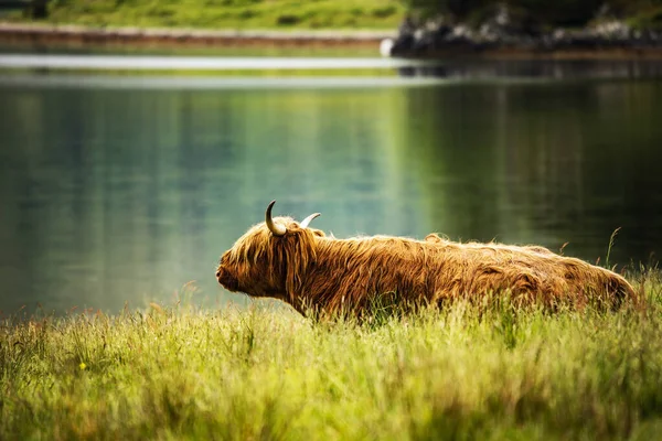 Bovins Écossais Domestiques Des Hautes Terres Sur Nature — Photo