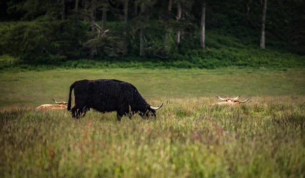 Domestic Scottish Highland Cattle Nature — Stock Photo, Image