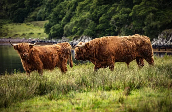 Bovins Écossais Domestiques Des Hautes Terres Sur Nature — Photo