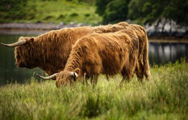 Doğadaki İskoç sığırları.