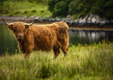 Doğadaki İskoç sığırları.